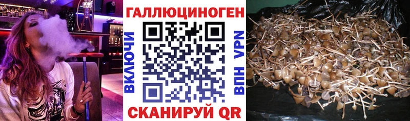 omg   Карабулак  Псилоцибиновые грибы Magic Shrooms 